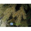 Искусственная ель «Непал»  