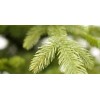 Ель Премиум (с иголками РЕ 100%) Ель Премиум (с иголками РЕ 100%)